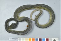 藏品(赤尾青竹絲)的圖片